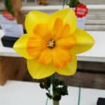 daffodil season | Nantucket, MA