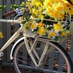 Daffodil Season | Nantucket, MA