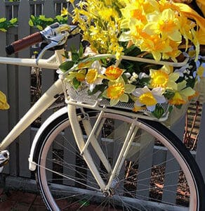 Daffodil Season | Nantucket, MA