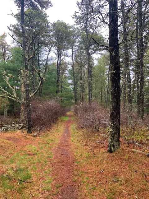 Morning Meditation in Nature - Maria Mitchell