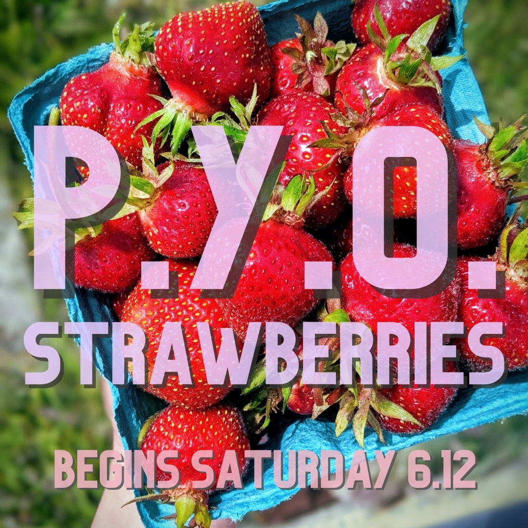 Pick Your Own Strawberries