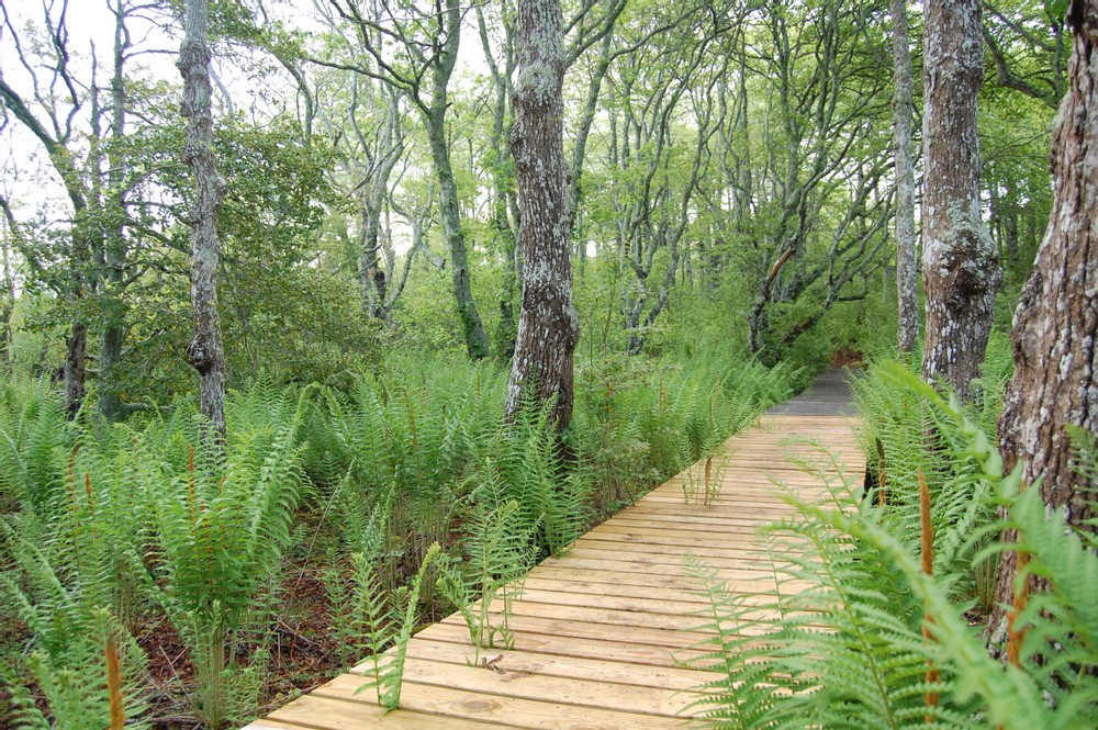 Stump Swamp/Norwood Farm