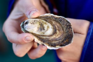 Shearwater Excursions Oyster Farm Tour