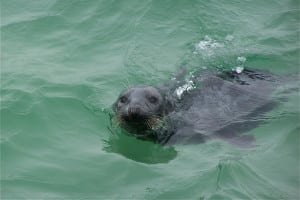 Shearwater Excursions Seal Cruise