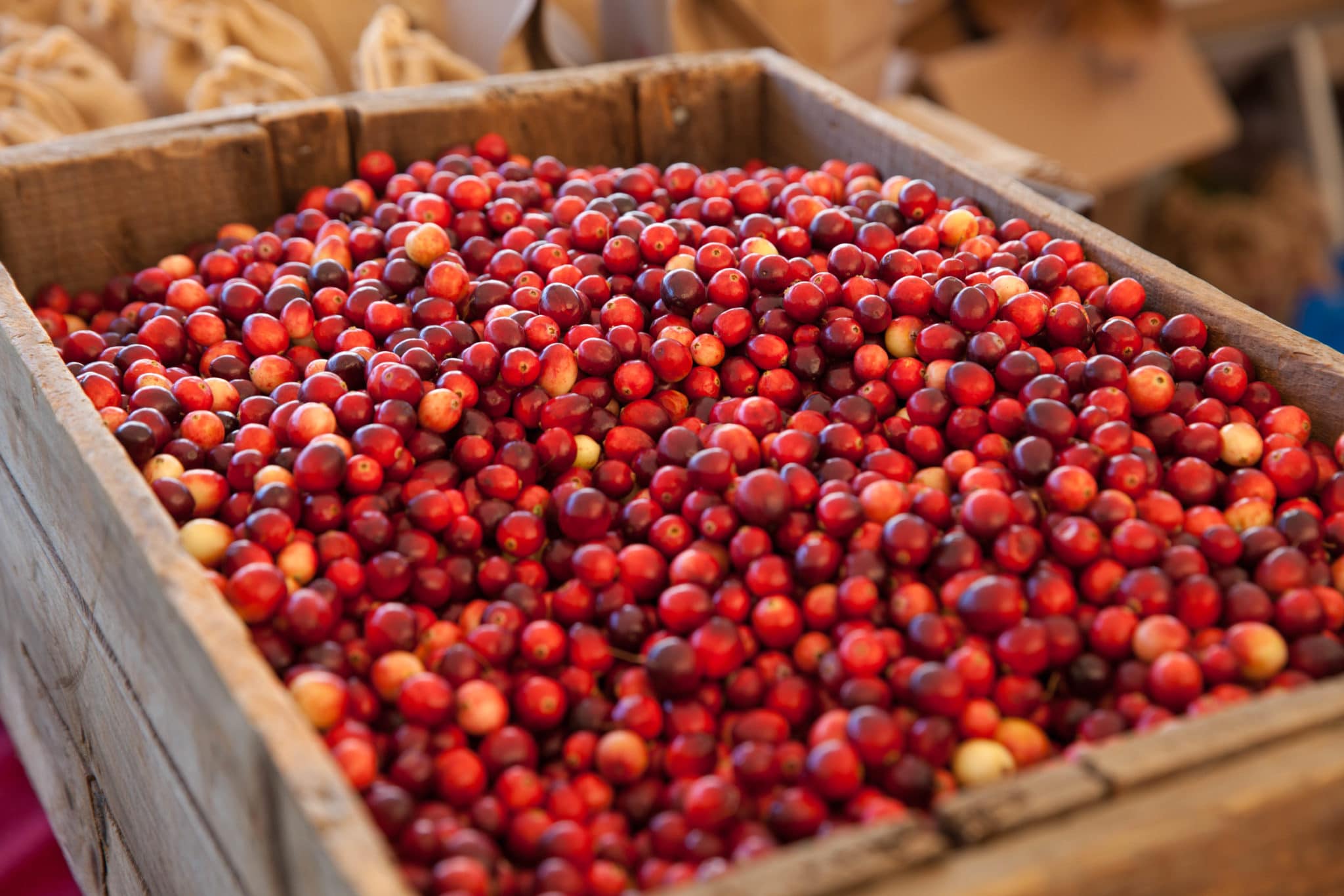 Cranberry Harvest Walking Tour