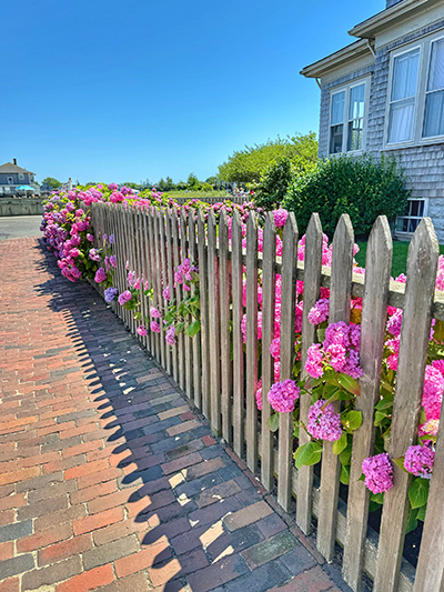 picket fence with pink hydrangea pushes on Nantucket