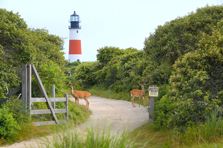Janette Vohs Nantucket MA 68b4b12b8a632 400 768x512