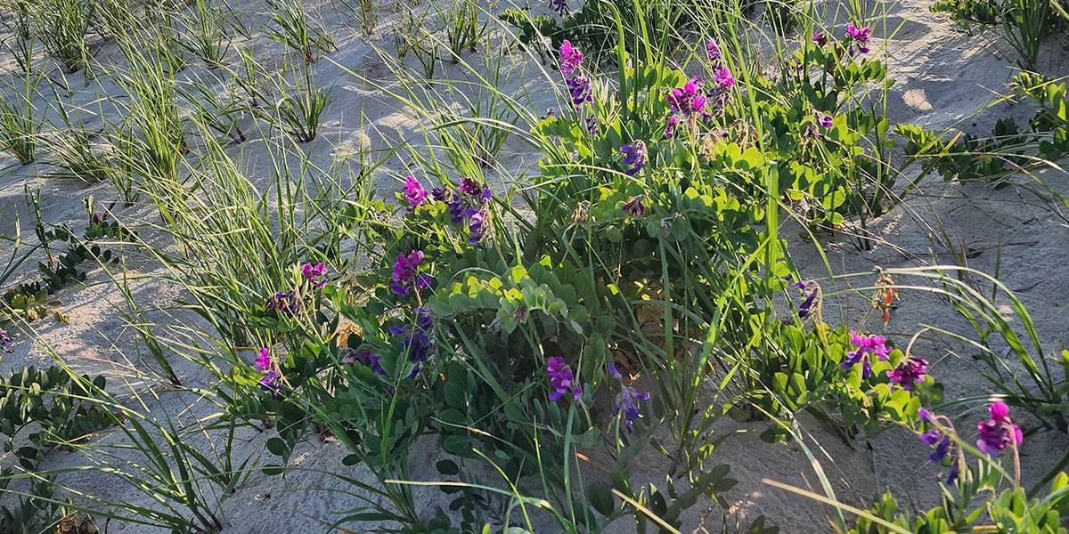 Nantucket Spring | Nantucket, MA
