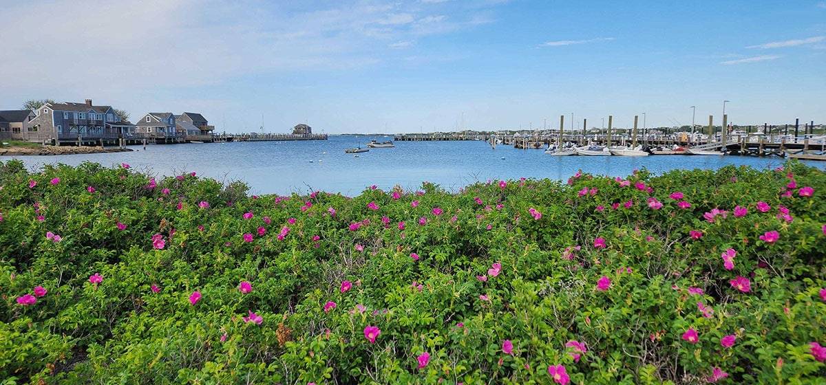 Nantucket Spring | Nantucket, MA