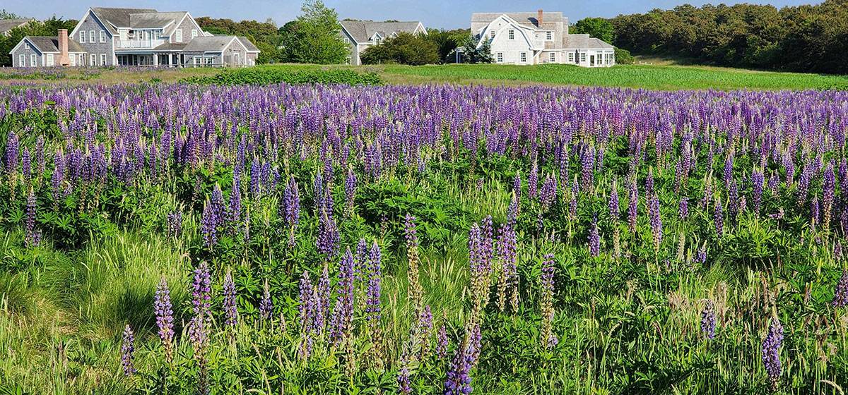 Nantucket Spring | Nantucket, MA