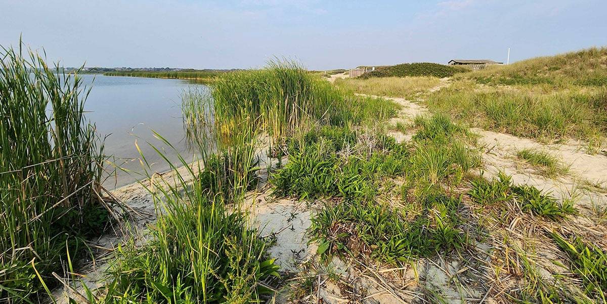 Nantucket Spring | Nantucket, MA